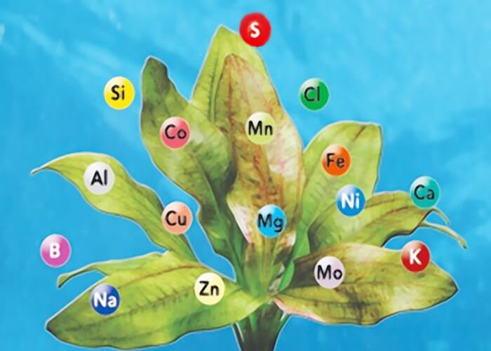 Роль микроэлементов в жизни растений