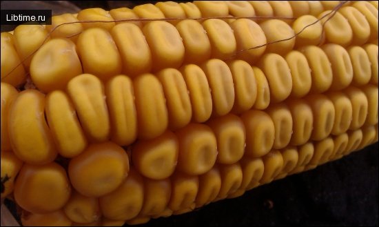 Кукуруза, отличия кукурузы