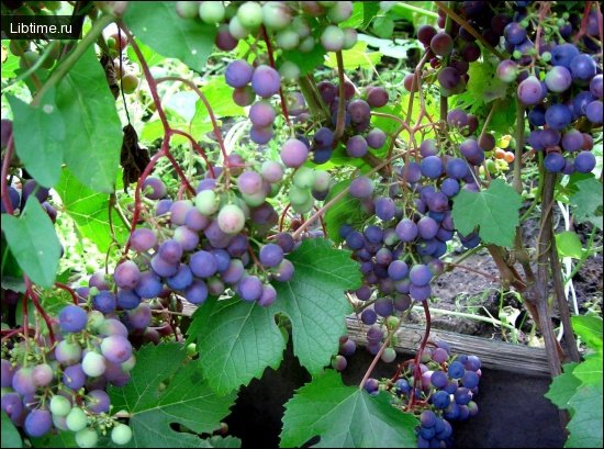 Периоды и фазы развития винограда