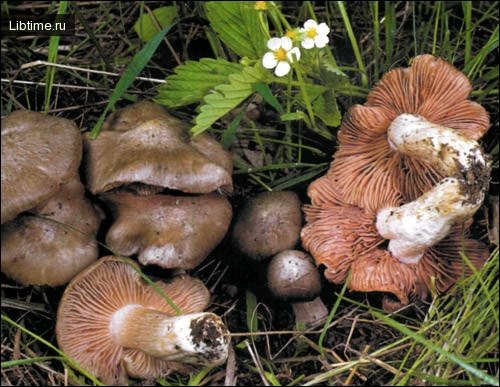 Весенние грибы-Розовопластинник