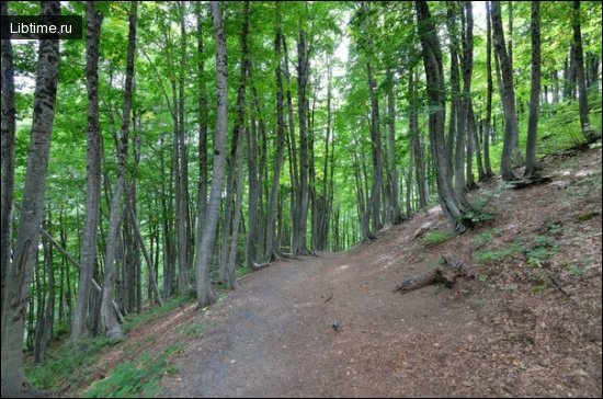 Ботанические памятники природы - Буковый лес