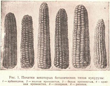 Виды кукурузы
