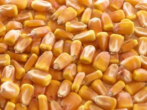 Зубовидная кукуруза