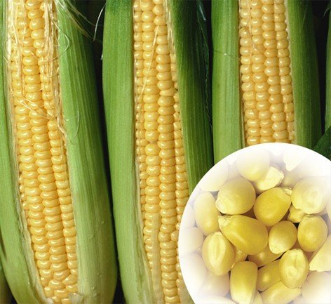 Восковидная кукуруза