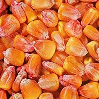 Кремнистая кукуруза