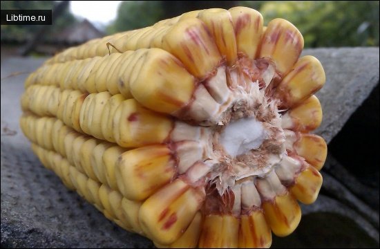 Кукуруза