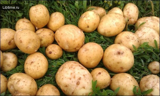 Польза картофеля