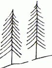 Как рисовать деревья карандашом