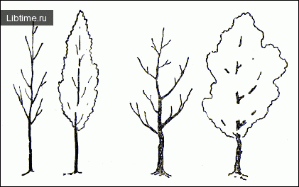 Рисование дерева карандашом: осина