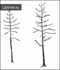 Лиственница зимой