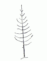 Рисунок лиственницы