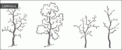 Рисование дерева дуб