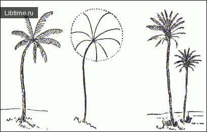 Рисуем пальму