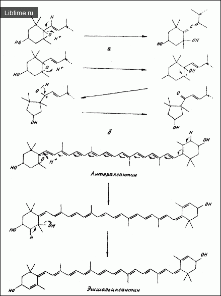 Накопление водорастворимых пигментов антоцианов. Хроматограмма каротиноидов. Схема биосинтеза каротиноидов. Синтез каротиноидов. Экстракция каротиноидов.