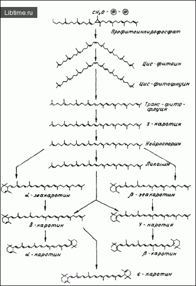 Превращение каротиноидов в хромопластах