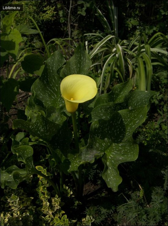 Zantedeschia elliottiana