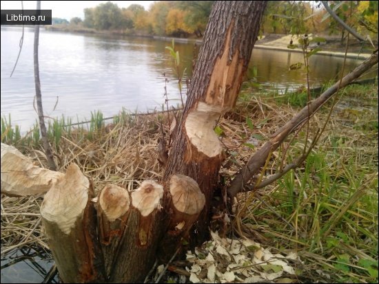 Работы бобров