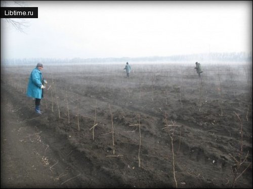 Обрезка пагонов груши