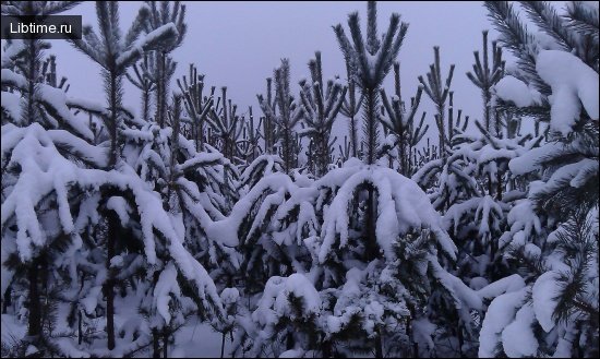 Снегопад