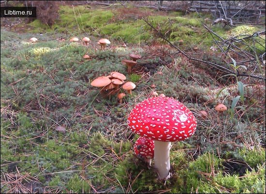 Осторожно с грибами