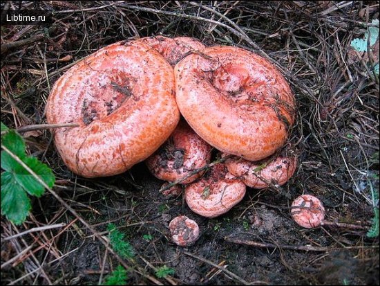 Рыжики