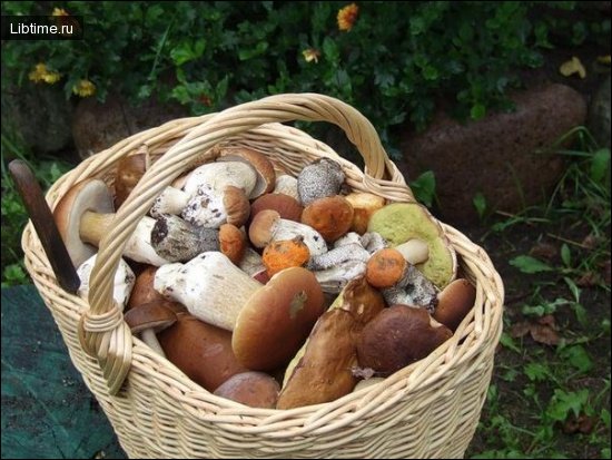 Корзина грибов