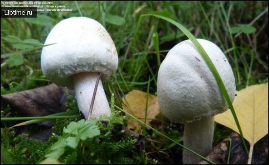 Грибы шампиньоны