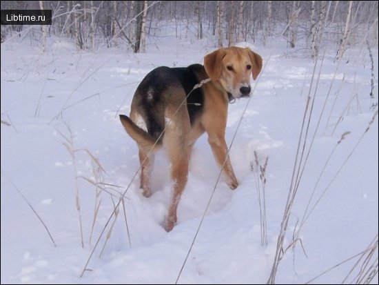 Гончая