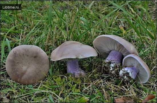 Рядовка лиловоногая