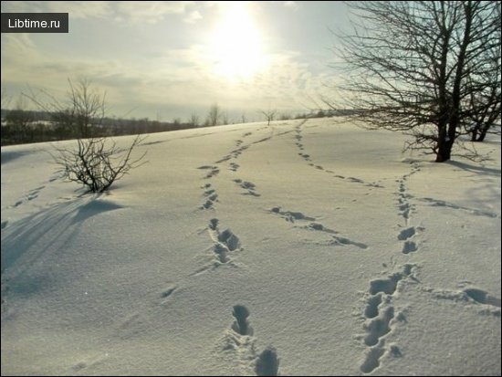 Следы зайца на снегу