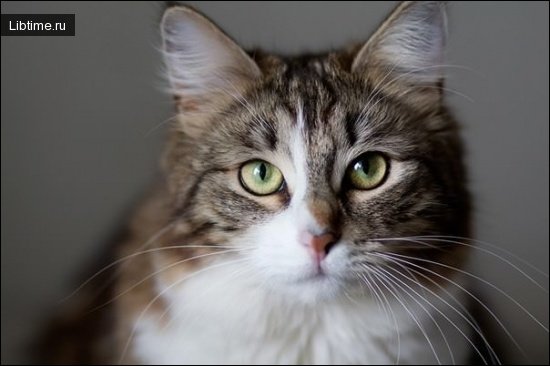 Кошка
