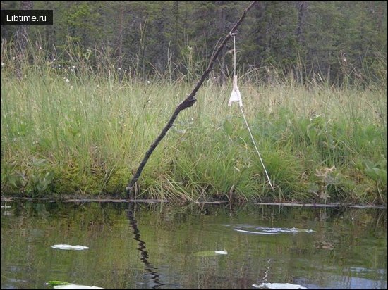 Жерлица летом над водой