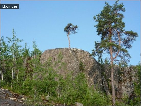 Сосна растет на камне