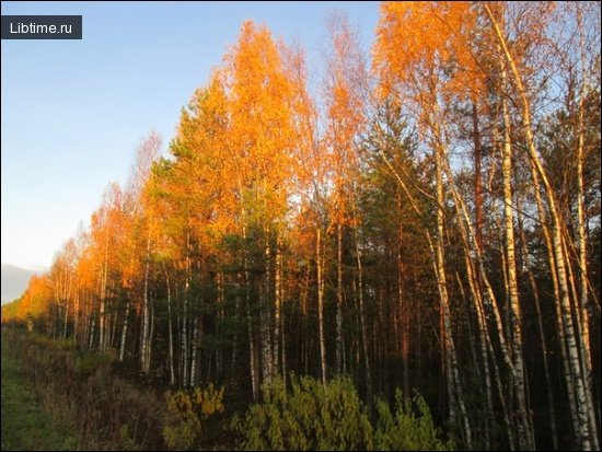 Сосново-березовое насаждение