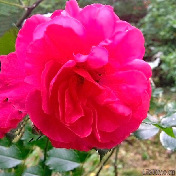 Роза морщинистая