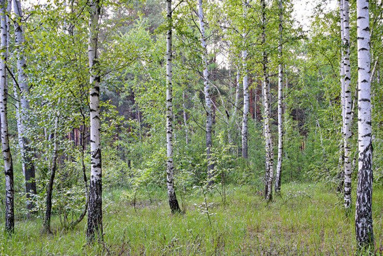 Березняк - лес, где лесообразующей породой является берёза