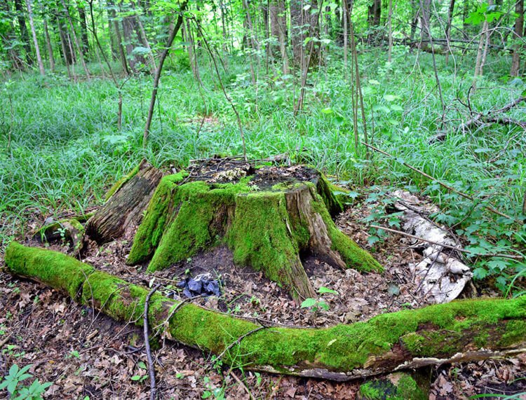 Знание законов жизни леса дает возможность сохранить лесные насаждения