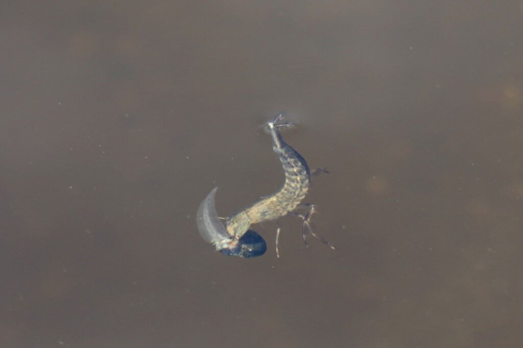 Враги рыб – личинка стрекозы ест малька жабы