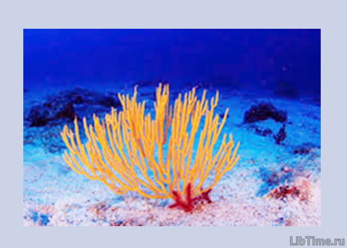 Первые кораллы,молюски