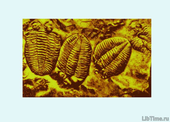 Трилобиты - представители животного мира древнейших морей