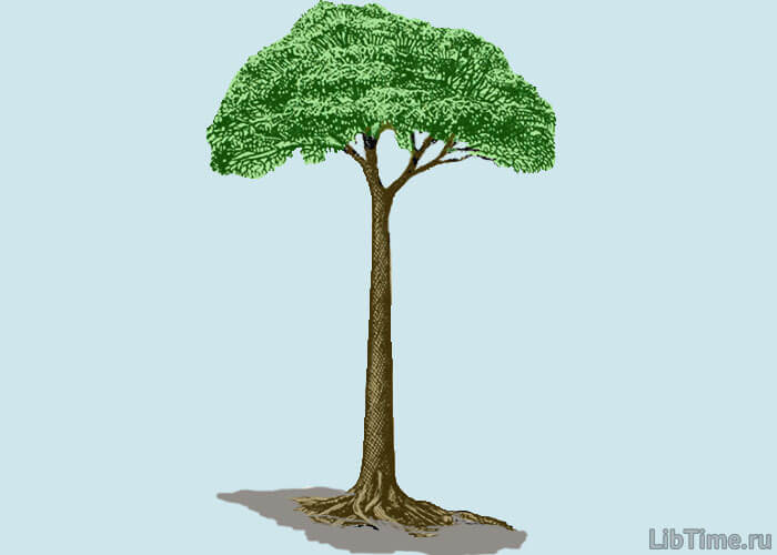 Чешуйчатое дерево