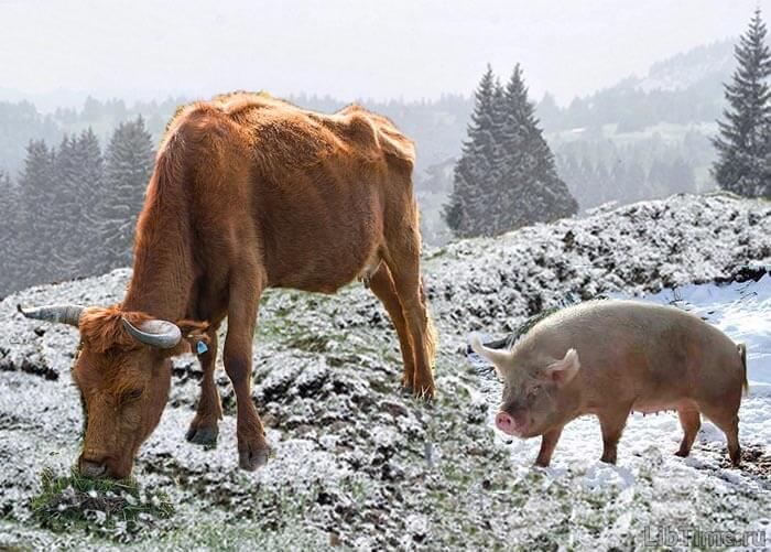 Корова и свинья неразлучны
