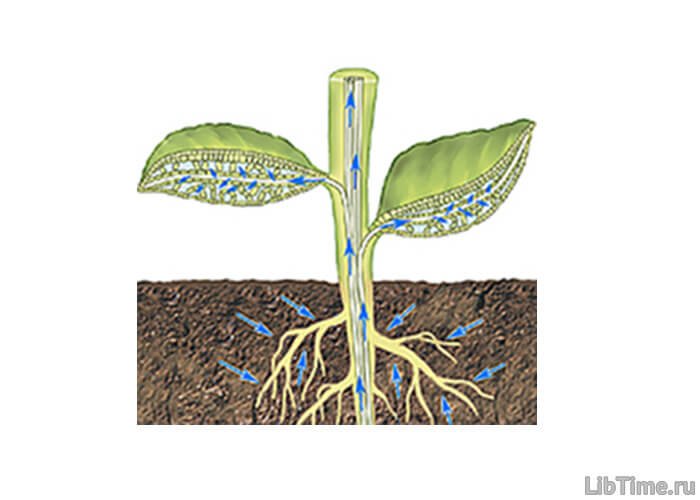 Корень всасывает воду и. Почвенное Корневое питание растений. Поглощение питательных веществ корнями растений. Минеральное и Корневое питание растений. Поглощение воды растением.