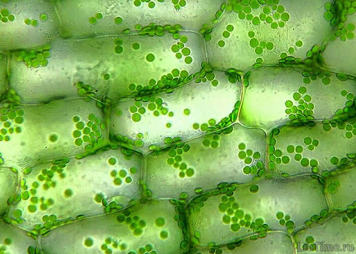 Хлоропласты в клетках зеленых растений