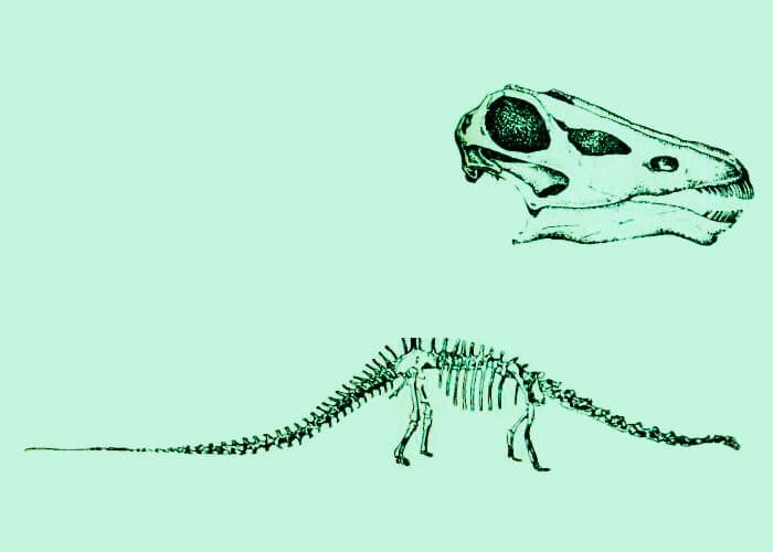 Скелет древнего диплодока