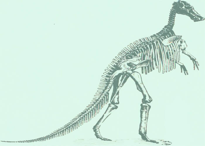 Скелет гигантского манджурозавра