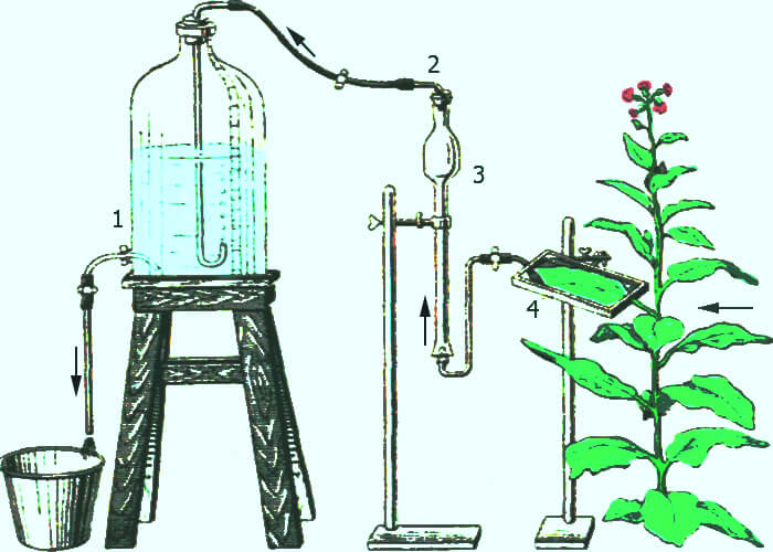 Методы определения интенсивности фотосинтеза