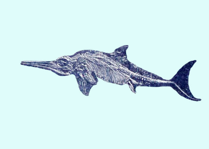 Морской хищник - рыбоящер ихтиозавр