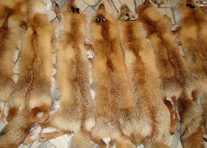 Шкурки лисицы